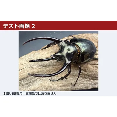 【テスト・入札禁止】ヘラクレスオオカブト 標準表示 02
