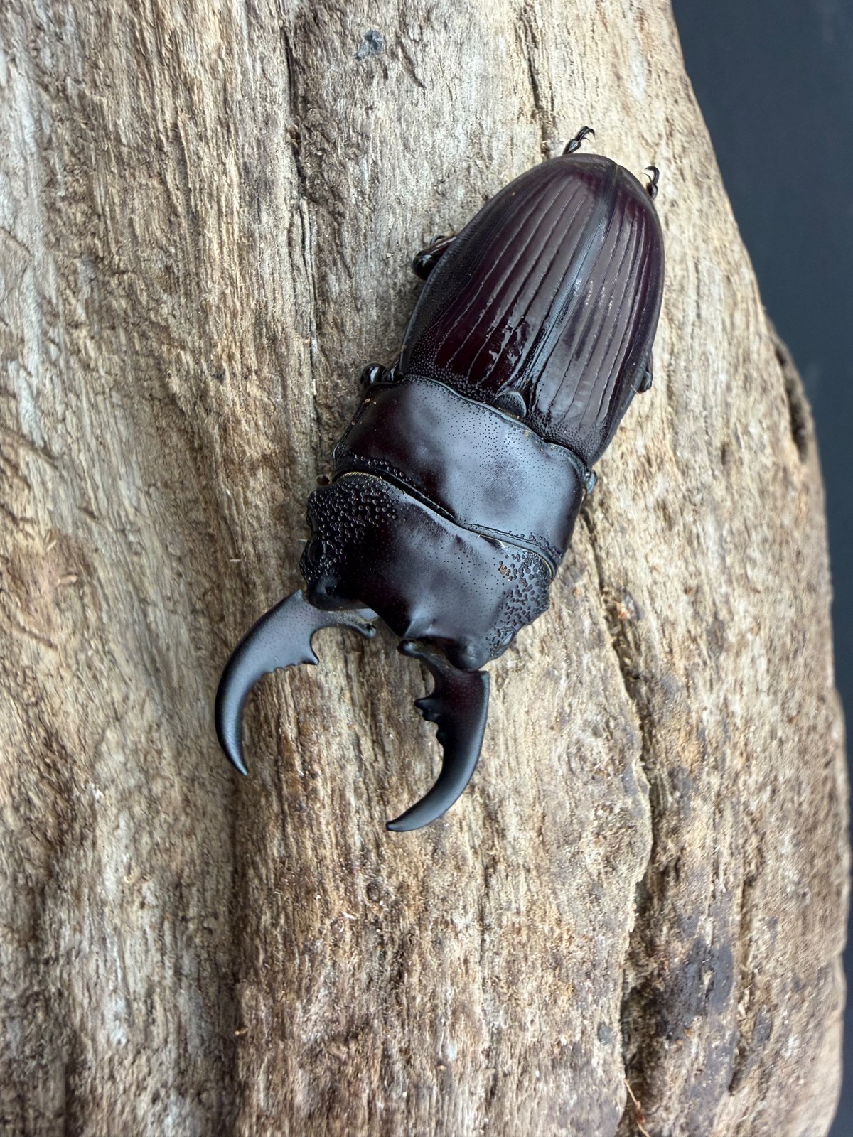 オオクワガタ