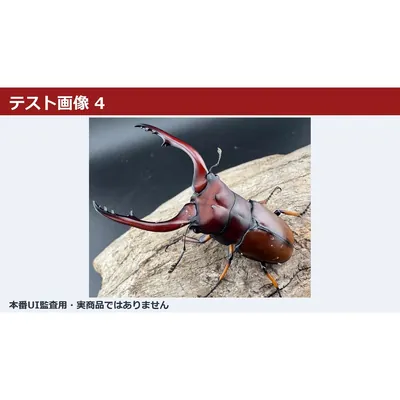 【テスト・入札禁止】パラワンオオヒラタ 即決表示 05