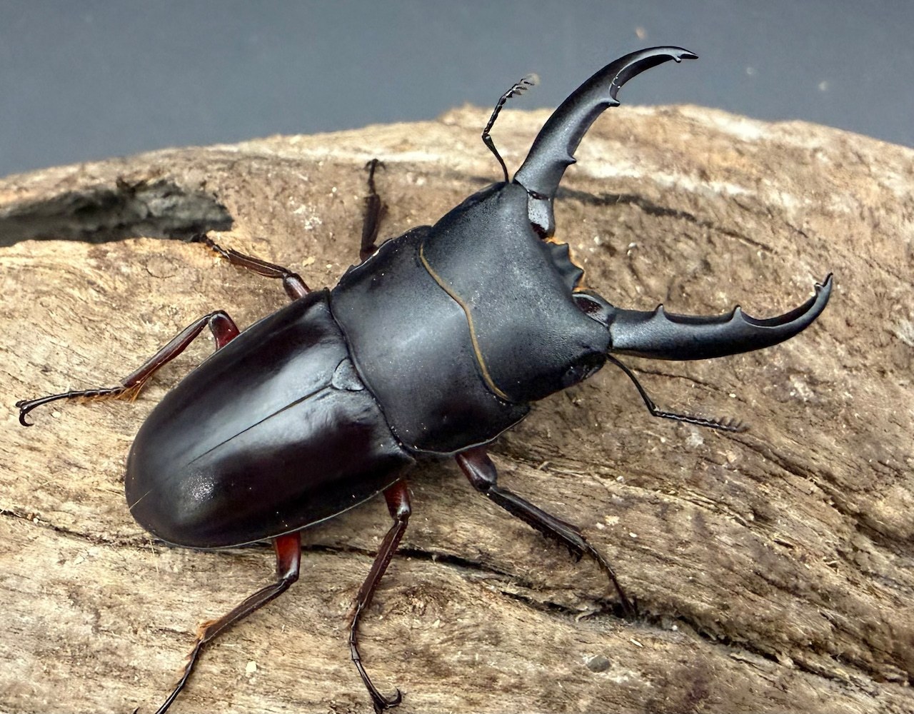 【テスト・購入禁止】UIR20261012-094 飼育用品 buyout