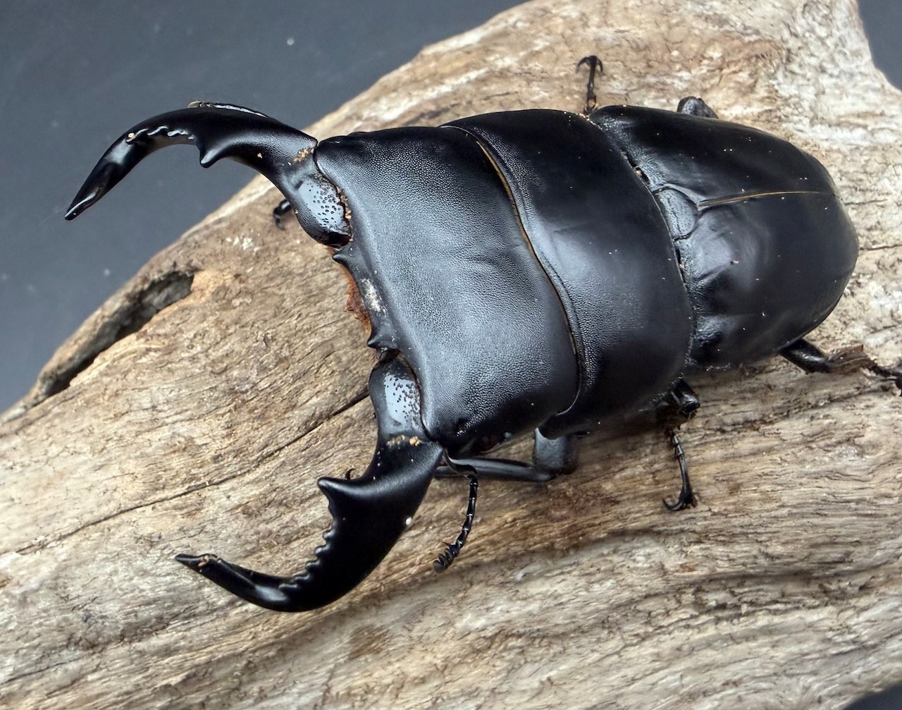 【テスト・入札購入禁止】UIR20261020-079 標本 buyout