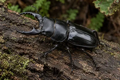 オオクワガタ 成虫オス｜サイズ重視の方へ