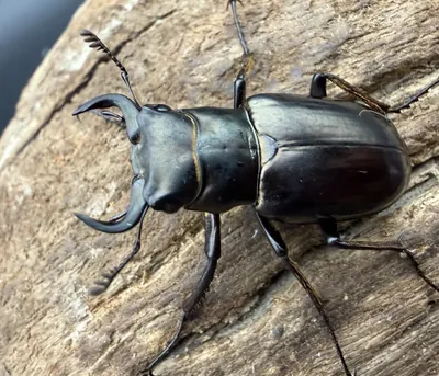 【テスト・購入禁止】UIR20261012-048 その他昆虫 dutch