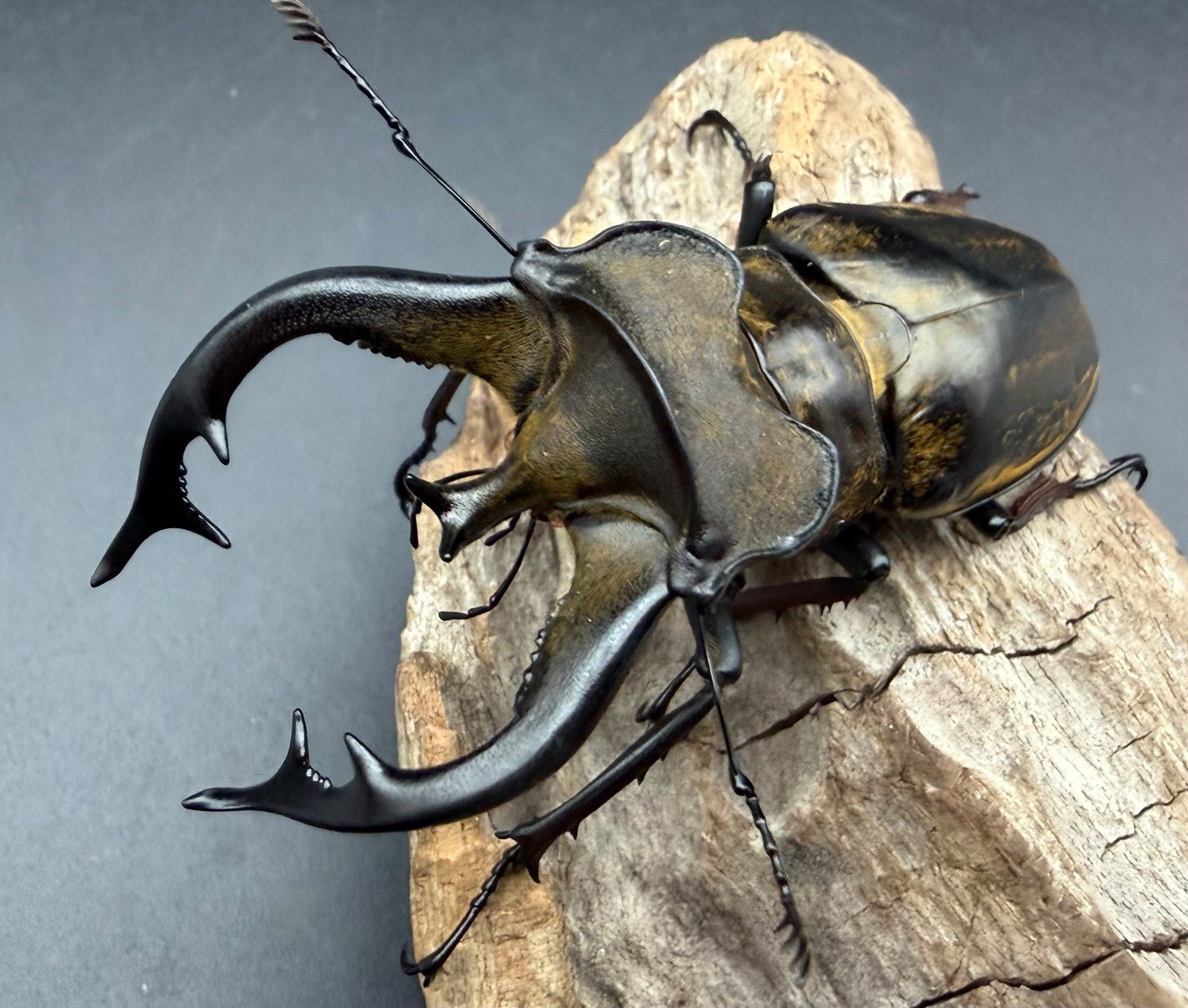 【テスト・購入禁止】UIR20261012-128 その他 dutch