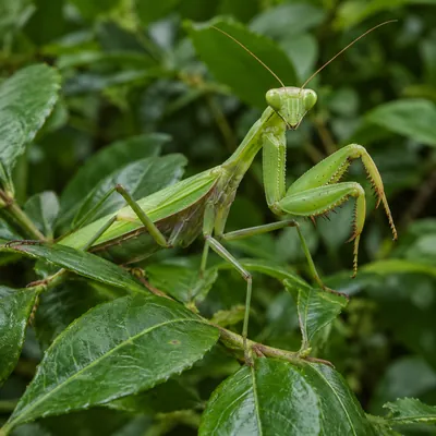 オオカマキリ 成虫｜サイズ重視の方へ