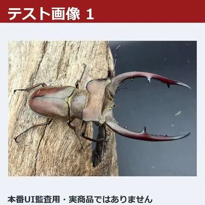 【テスト・入札禁止】オオクワガタ 通常オークション 01