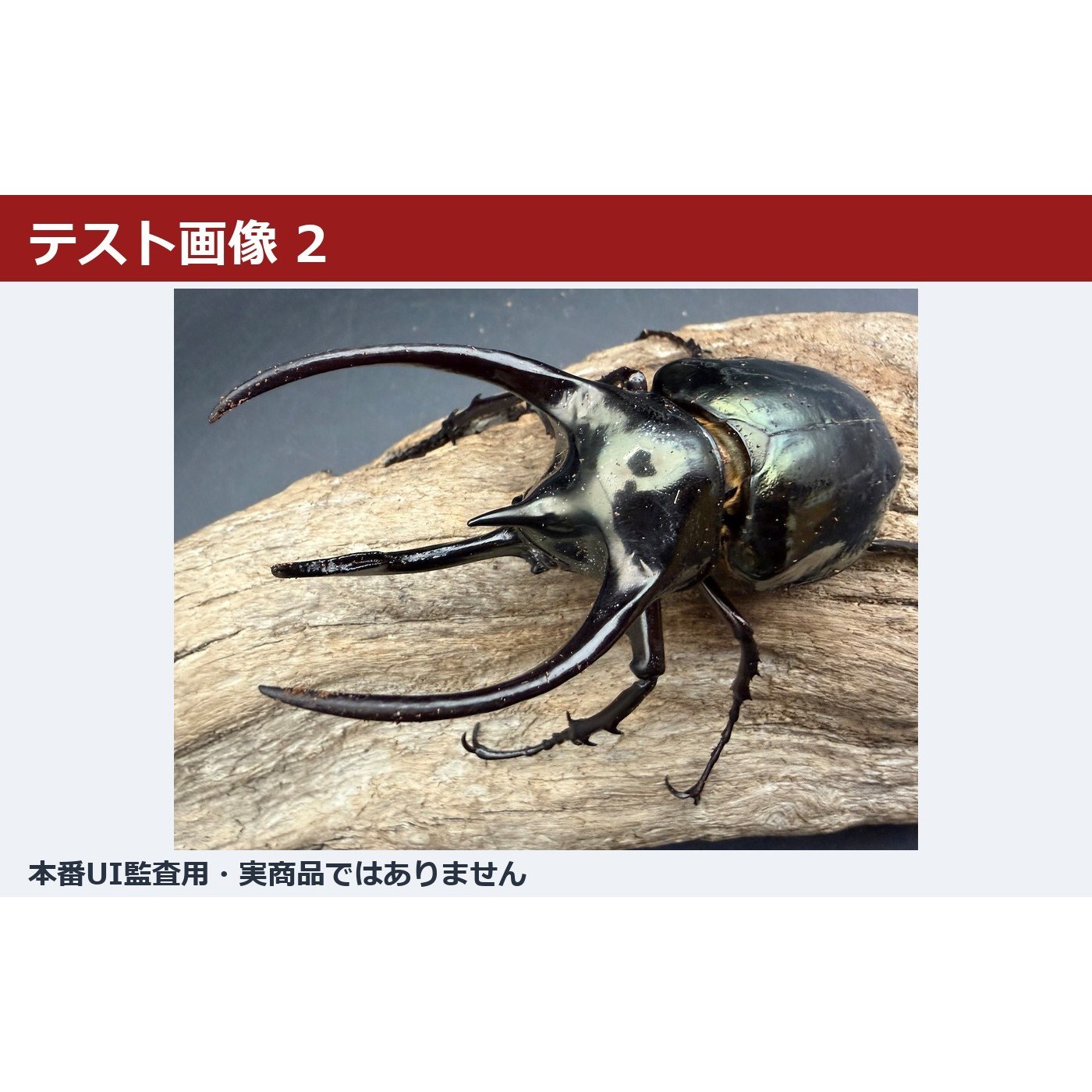 【テスト・入札禁止】学名・和名・産地表示確認 17