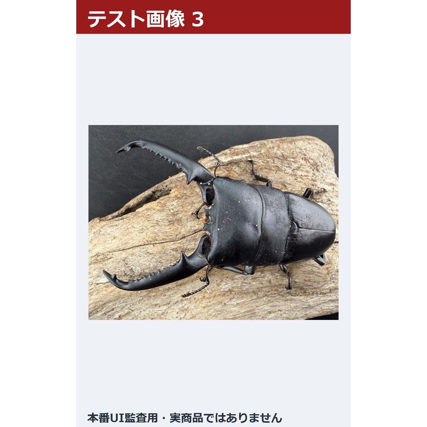 【テスト・入札禁止】その他昆虫 多画像 16